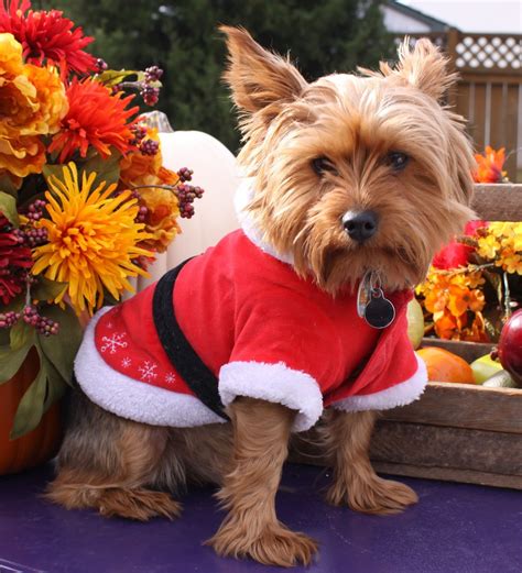 15 Most Beautiful Christmas Dog Photos