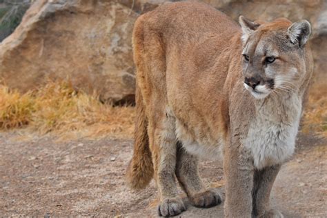 Simply use your tracking id and track away! Mountain lion attack rabies positive | Pagosa Springs Journal