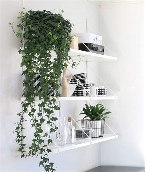 Money plants are among the most favourite indoor plants for many home owners, as they are easy to maintain, easy to plant and do not require much water. How to Decorate Your Interior with Green Indoor Plants and ...