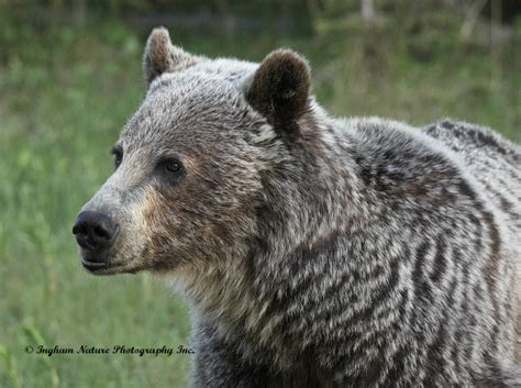 Ingham Nature Photography Inc Grizzly Bear Silvertip Bear