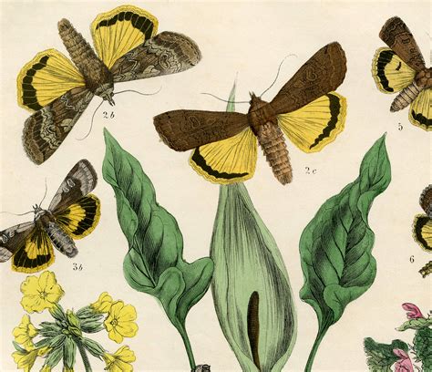 Free Fall Printable Moths Fabulous The Graphics Fairy