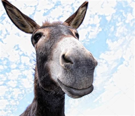 Funny Donkey ⬇ Stock Photo Image By © Pixel1962 9568787