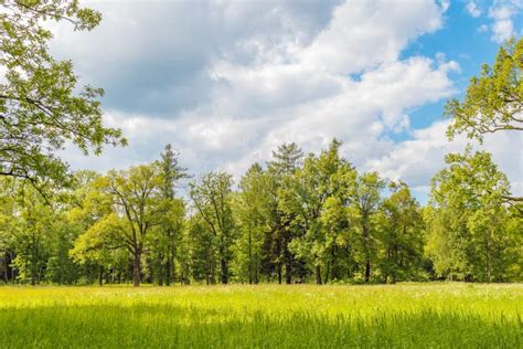 Green Grass Meadow In The Forest Stock Image Image Of Beautiful