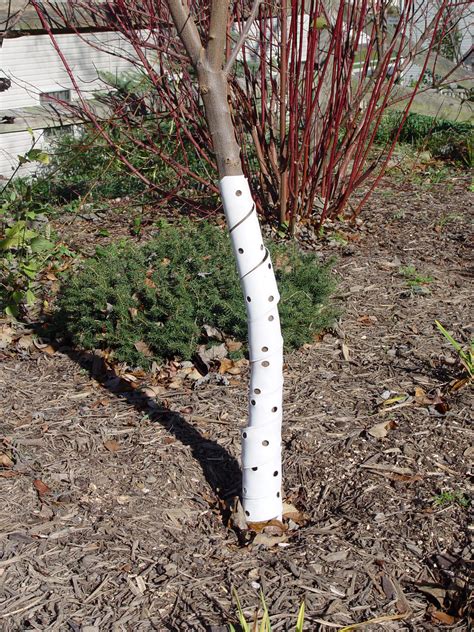 Apple tree cuttings should be taken in late spring for best results. So Much for the Edging… | Garden Housecalls