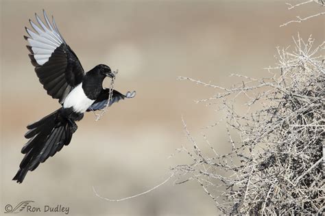Magpie In Flight With Nesting Material And The Frustrations Of Nest