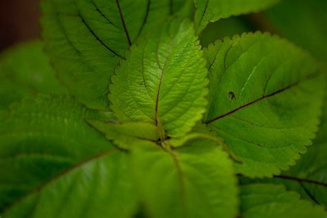 Close Up Photography Of Green Leafed Plant · Free Stock Photo
