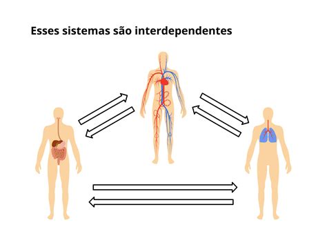 Integração Entre Os Sistemas Digestório Respiratório E Circulatório