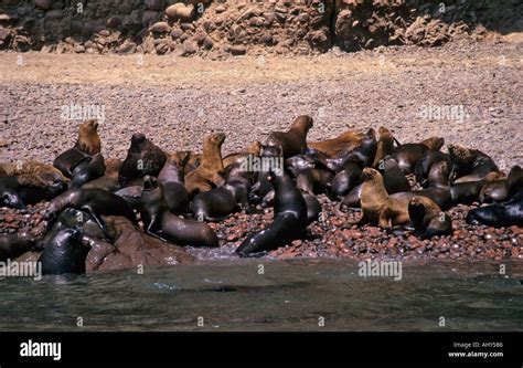 Seals Ballestas Islands Peru Stock Photo Alamy