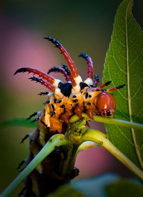 Hickory Horned Devil The Caterpillars Molt 5 Times Each