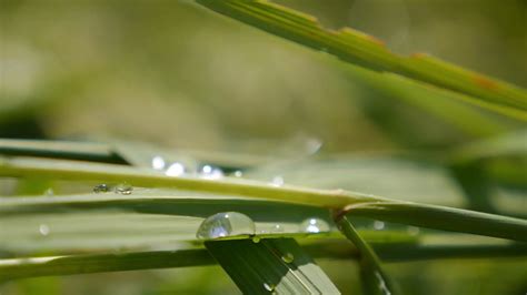 Dew Drops On Green Grass Close Up Stock Footage Sbv 308858831 Storyblocks