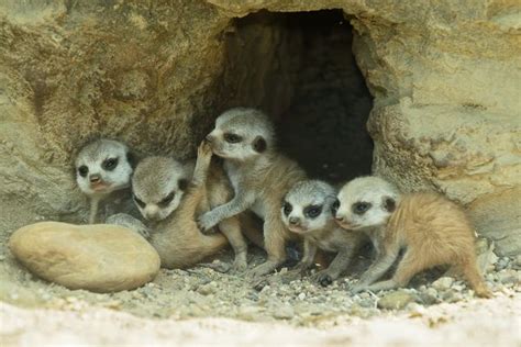 Six New Baby Meerkats Make Their Own Little Mob At Schönbrunn Zoo