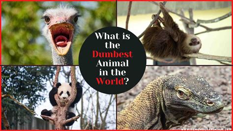 What Is The Dumbest Animal In The World Remember Animals