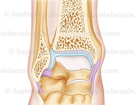 Les cartilages de croissance tibial et fibulaire inférieurs sont des points de faiblesse mécanique. Anatomie - Système osseux - Articulation Cheville