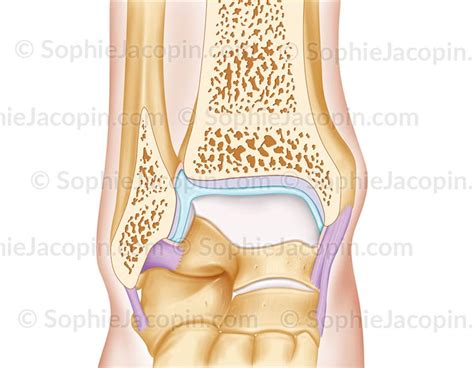 Les cartilages de croissance tibial et fibulaire inférieurs sont des points de faiblesse mécanique. Anatomie - Système osseux - Articulation Cheville