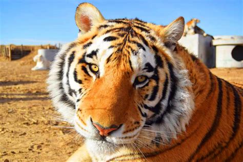 They are carnivores that hunt for prey at night. 39 Tigers From 'Tiger King' Now at Accredited Sanctuary | PETA