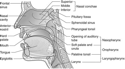 Ear And Throat Diagram