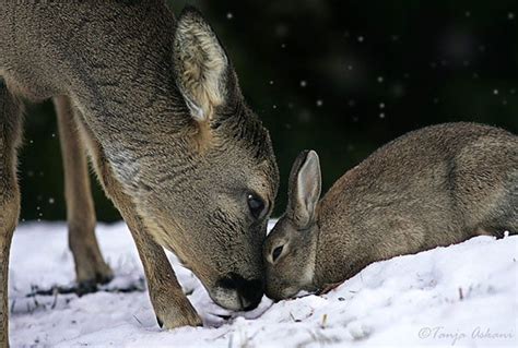 25 Adorable Photos Of Unlikely Animal Best Friends Bouncy Mustard