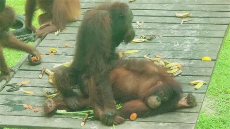 Ever Watched Orangutans Having Sex Youtube