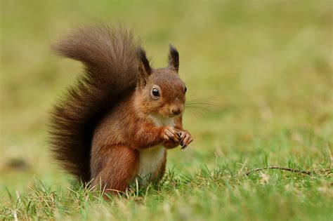 Close Up Photography Of Squirrel Eating Nuts On Grass Field Hd