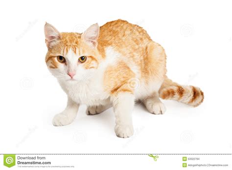 Orange And White Cat Breed Petfinder