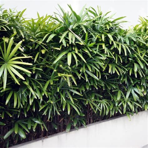 40 Best Tropical Hedging And Screening Plants Images On Pinterest