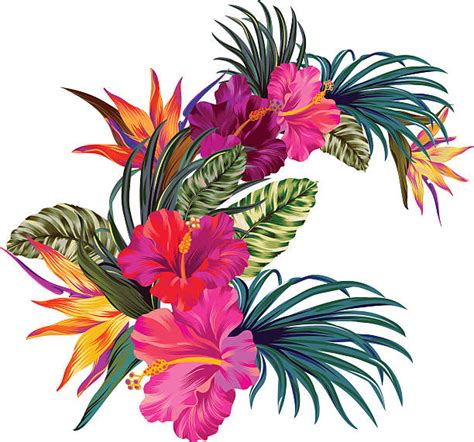Tropical Flower Illustrations Royalty Free Vector Graphics And Clip Art