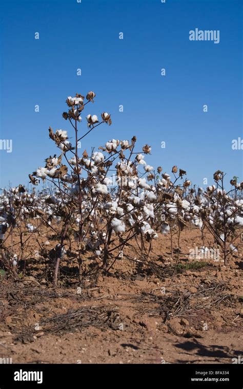 Cotton Crop Is Ready For Harvest In The Texas Panhandle Near Lamesa