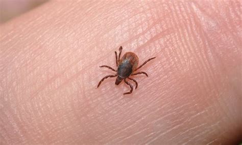 how to avoid being bitten by a tick and potentially getting lyme disease this summer flipboard