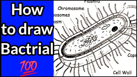 How To Draw Bacterial Cell In 2 Min Simple Way To Draw Bacteria O