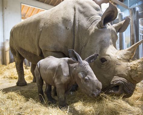 The software is commonly used for. Hello bébé rhinocéros blanc - Beauval Actus