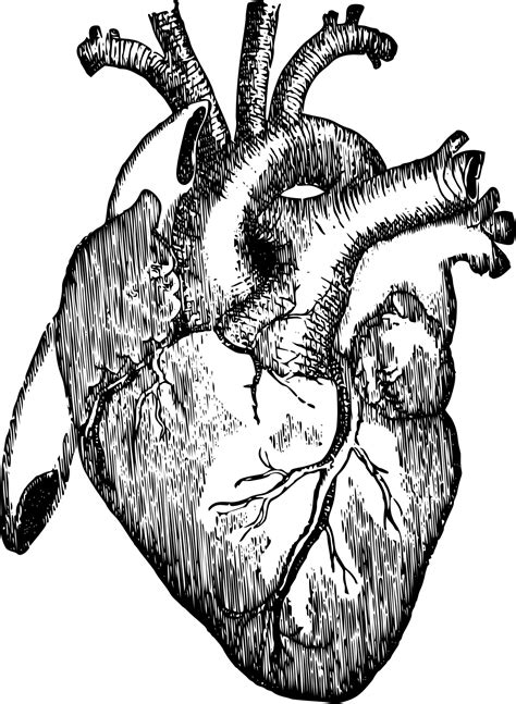 Human anatomy the main arteries in the body diagram original vintage print. Vintage Anatomical Heart Drawing at GetDrawings | Free ...