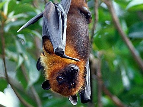 Ovaltes Flying Foxes And Golden Crowned Flying Fox Habitat In Philippines