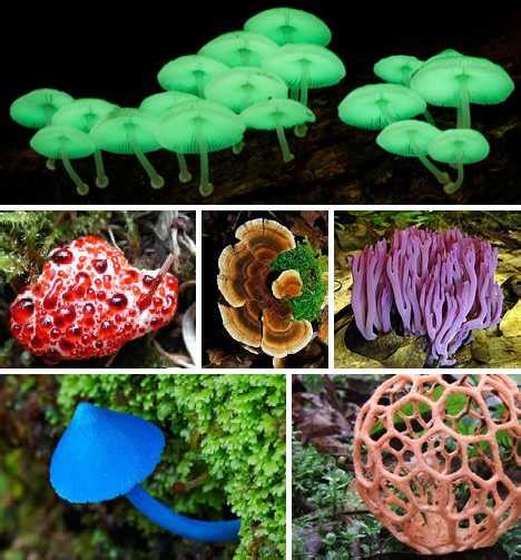 20 Weird And Fantastic Fungi Neatorama