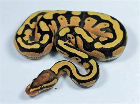 Fire Orange Dream Morph List World Of Ball Pythons