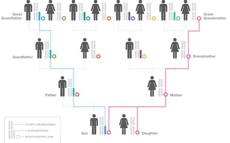 Dna Testing For Genealogy Close Ancestry
