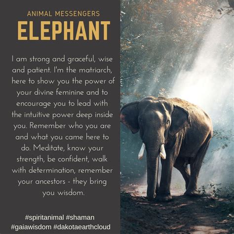Animal Messengers Elephant Remember Who You Are And What You Came