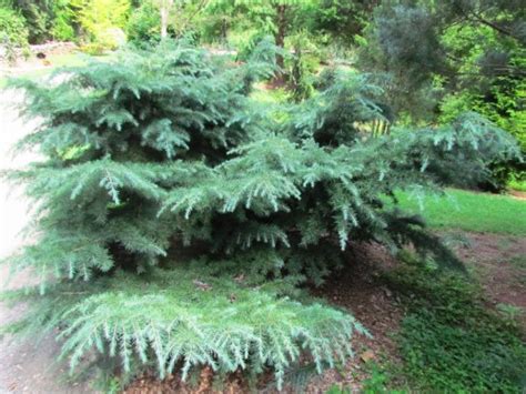 Cedrus Deodara ‘prostrate Beauty Kiefer Nursery Trees Shrubs