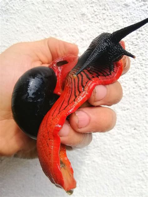 Introducing The Rare Red And Black Slug From Malaysia This Is Vampire