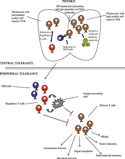 Figure 2 From Molecular And Cellular Mechanisms Contributing To The