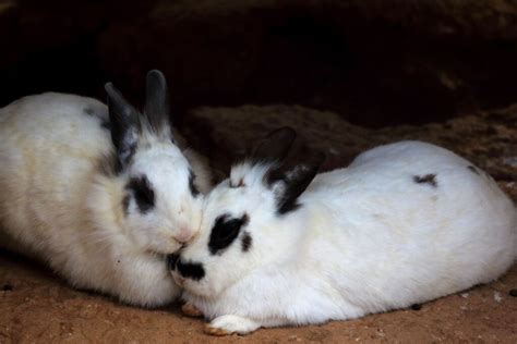 how to identify male and female rabbits all you need to know