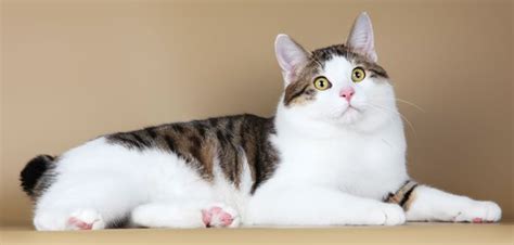 10 Most Furriest Cat Breeds In The World Cat Furry Cat Breeds World Cat