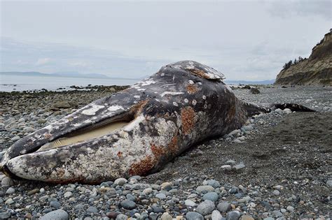 Whale Appeared Malnourished Whidbey News Times