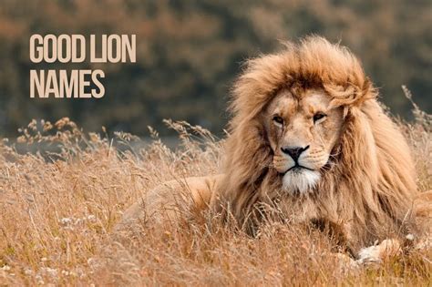 Lion Names 325 Top And Best And Amazing Lion Names Petshoper