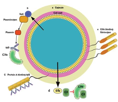 Immune System Evasion Mechanisms In Staphylococcus Aureus Current