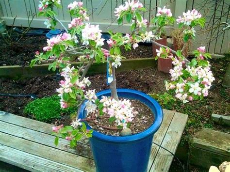 It's not uncommon for today's home gardener to have a confined or smaller space to work within. Ultra Dwarf Patio Fruit Trees | 鉢植え, 園芸, 果樹