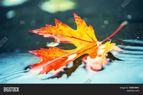 Autumn Leaves Autumn Image And Photo Free Trial Bigstock