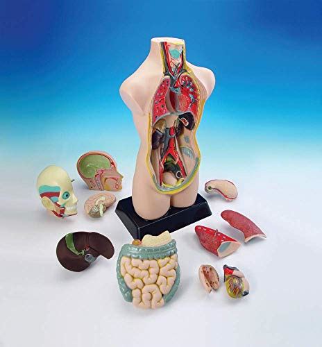 Hand2mind 19 Inch Tabletop Human Torso Model Anatomically Accurate Kit