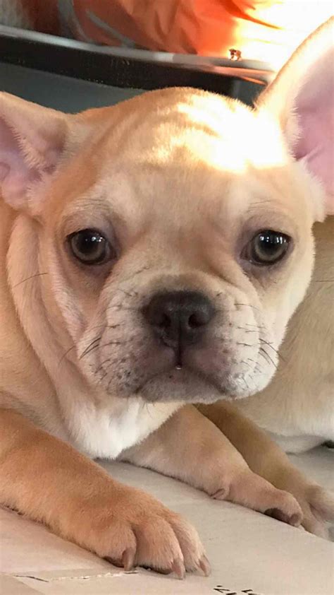 We do not ship our frenchies. Dream Creatures French Bulldogs - Puppies For Sale