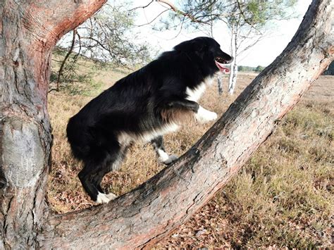 Denn seien wir mal ehrlich: Hundespiele für Zuhause und unterwegs | Anja Jakob