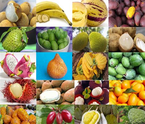 20 Exotic Fruits You Must Try At Least Once Safimex Jsc